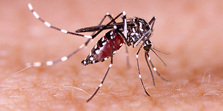 Santé : le virus Zika bientôt en Europe ? L'OMS s'inquiète.