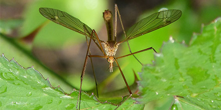 Quelles solutions naturelles pour éviter les moustiques et soulager les piqûres ?
