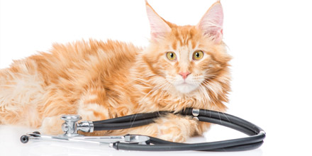 Les 4 points à vérifier avant de souscrire une assurance santé pour votre animal de compagnie
