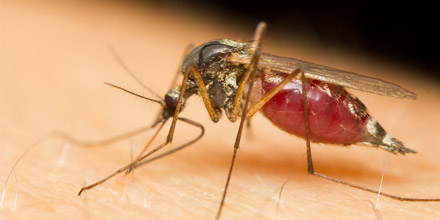 Santé : méthodes naturelles pour se débarrasser des moustiques